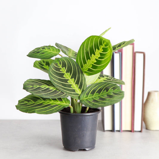 Lemon Lime Prayer Plant - Live Plant