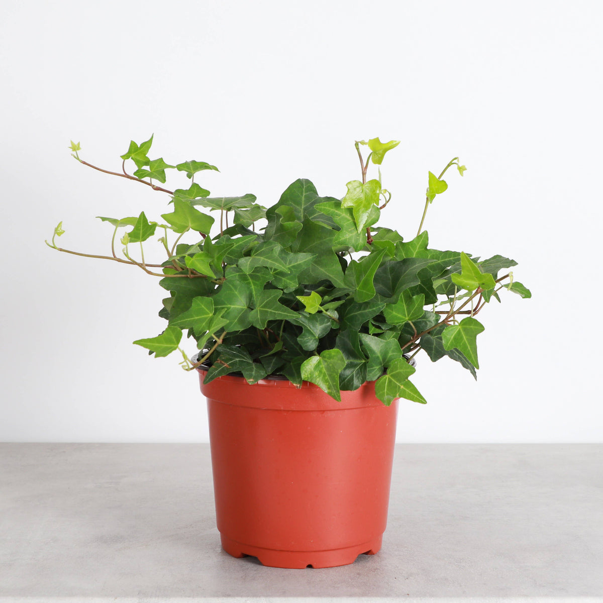English Ivy - Live Plant