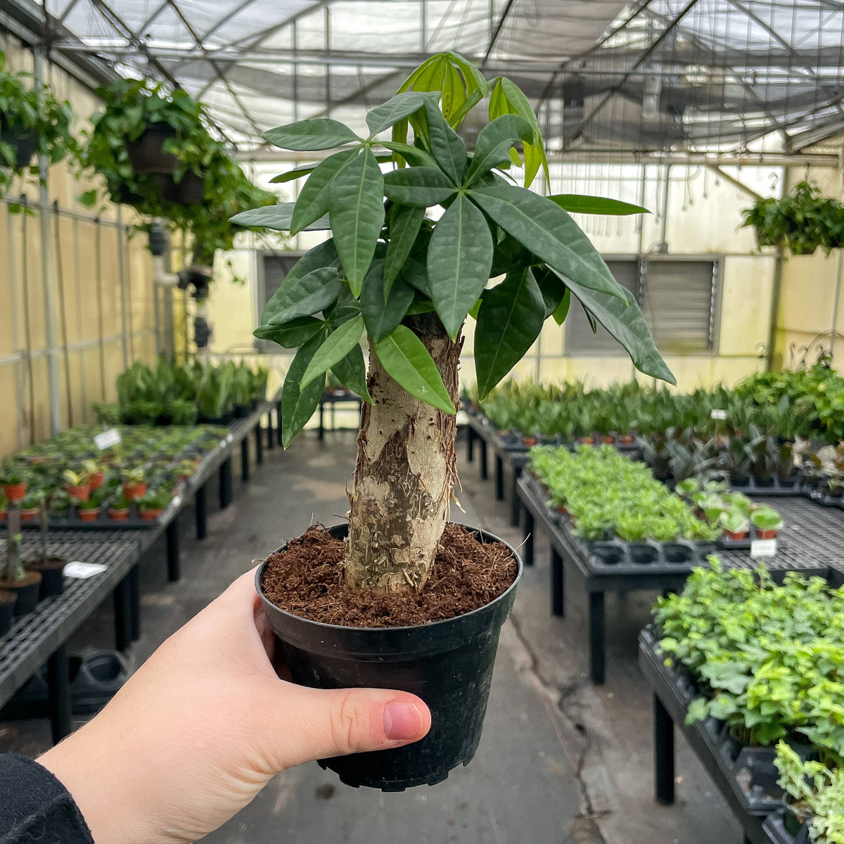 Money Tree - 4" Live Plant