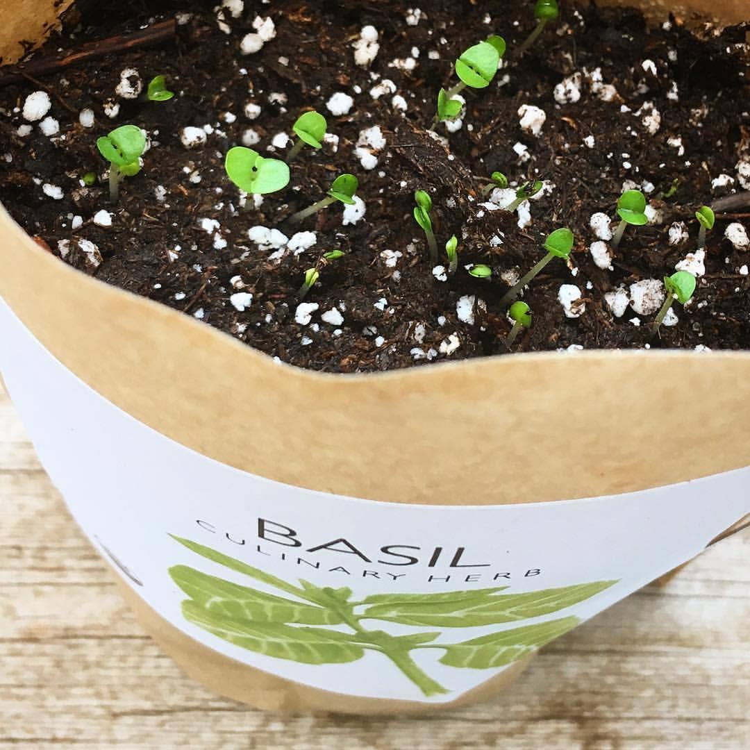Garden in a Bag | Basil  | Gift idea for Cooks | Best Seller