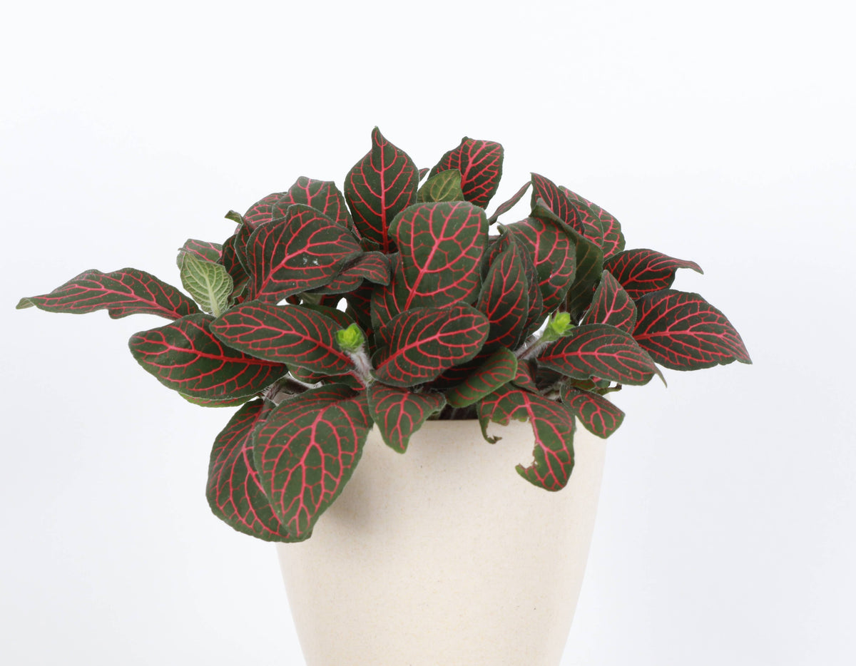 Red Fittonia Nerve Plant - Live Plant