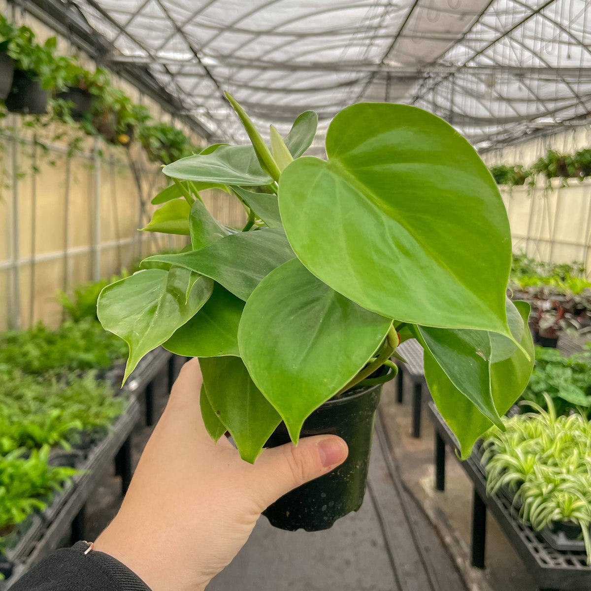 Heartleaf Philodendron - Live Plant