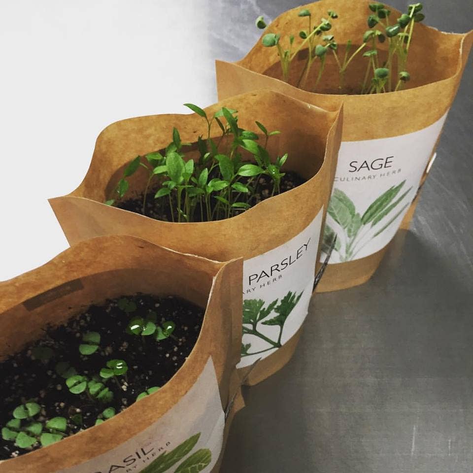 Garden in a Bag | Italian Parsley | Great gift for Cooks