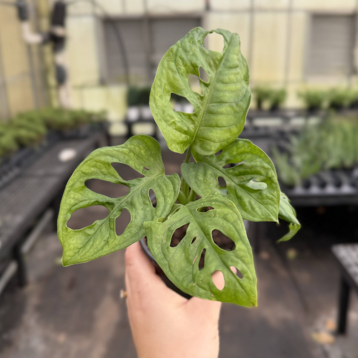 Swiss Cheese Plant, Monstera Adansonii - Live Plant
