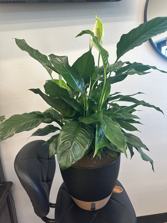 Large Peace Lily