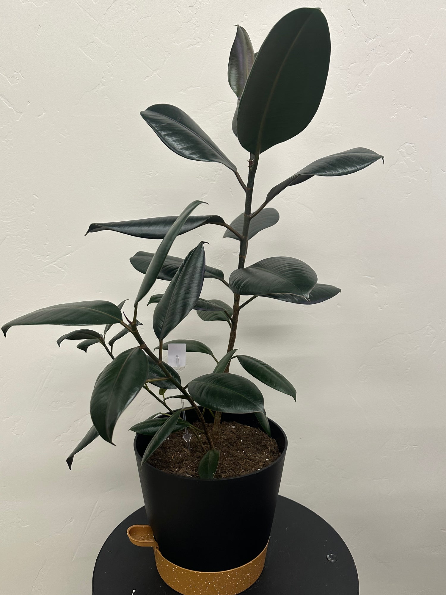 Large self water green plant