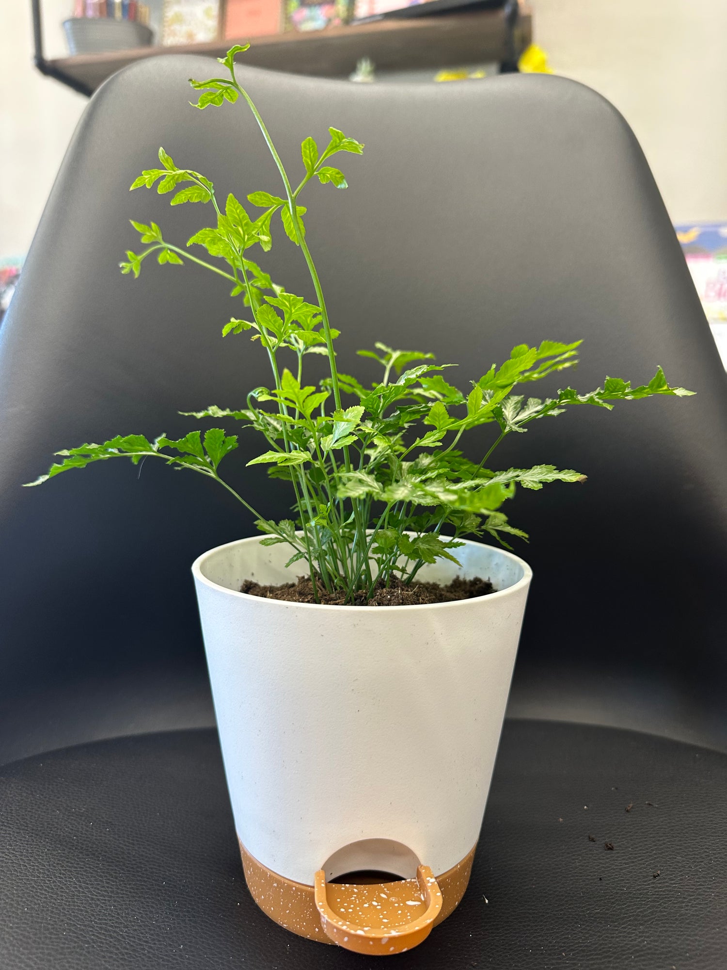 Small self water potted plant- variety
