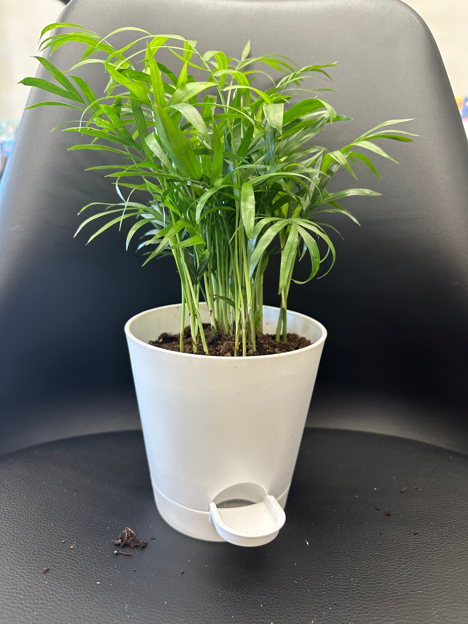 Small self water potted plant- variety