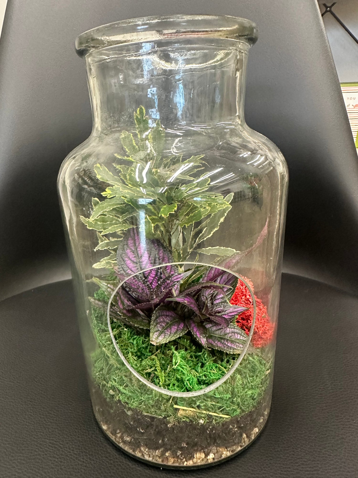 Glass Plant Terrarium -large