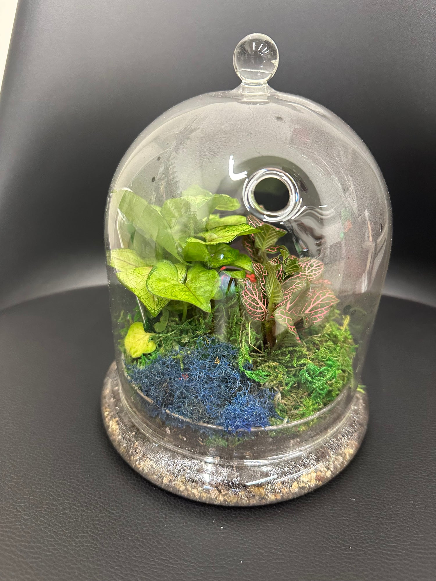 Glass cloche terrarium
