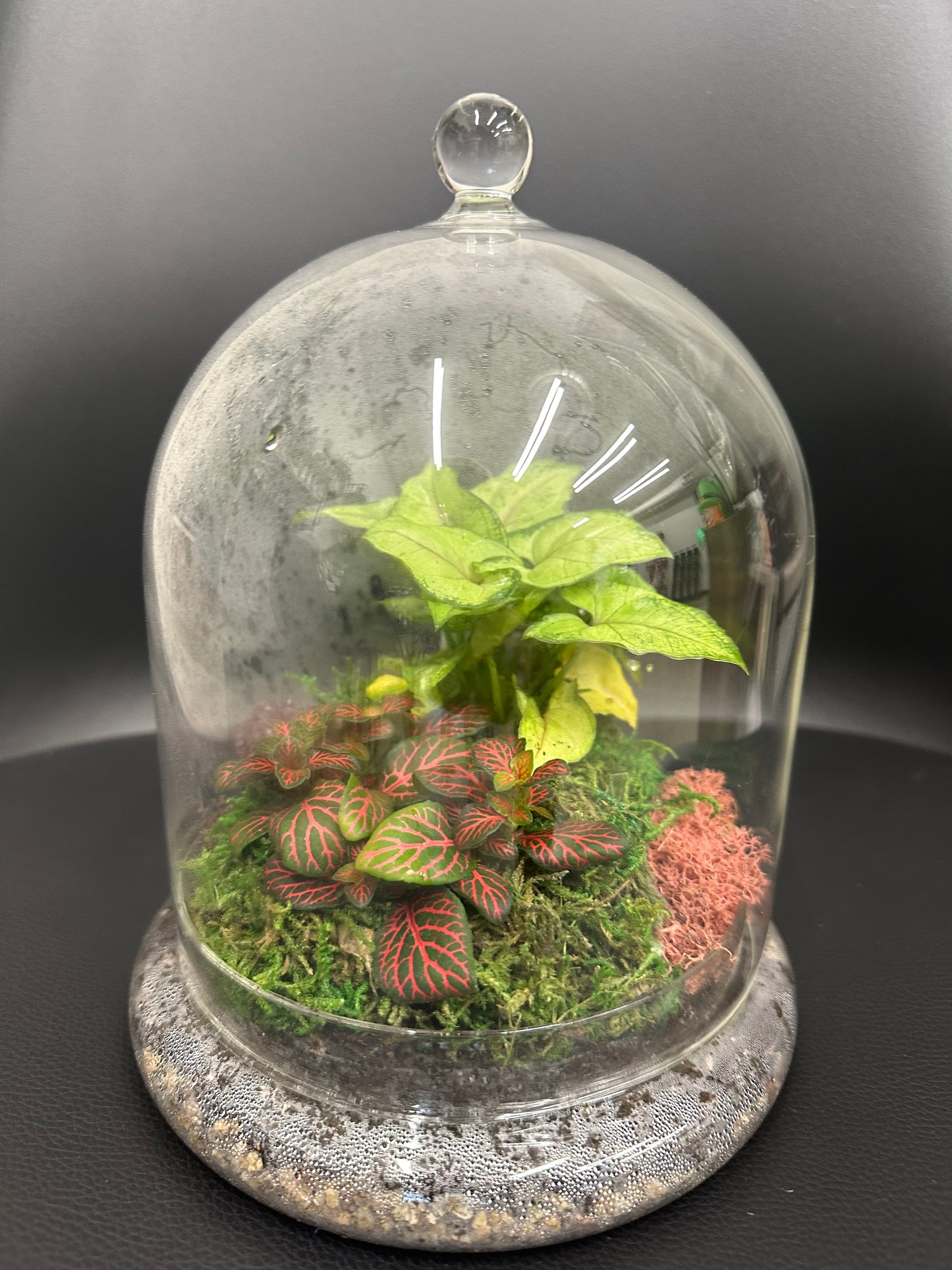 Glass cloche terrarium