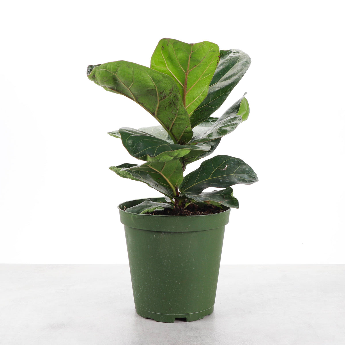 Fiddle Leaf Fig Plant - Live Plant