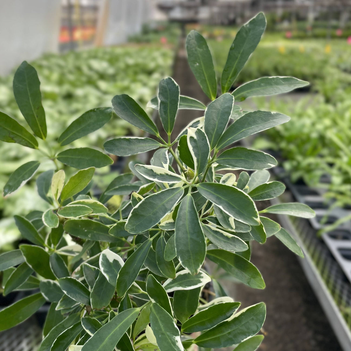 Variegated Schefflera Arboricola -  Live Plant