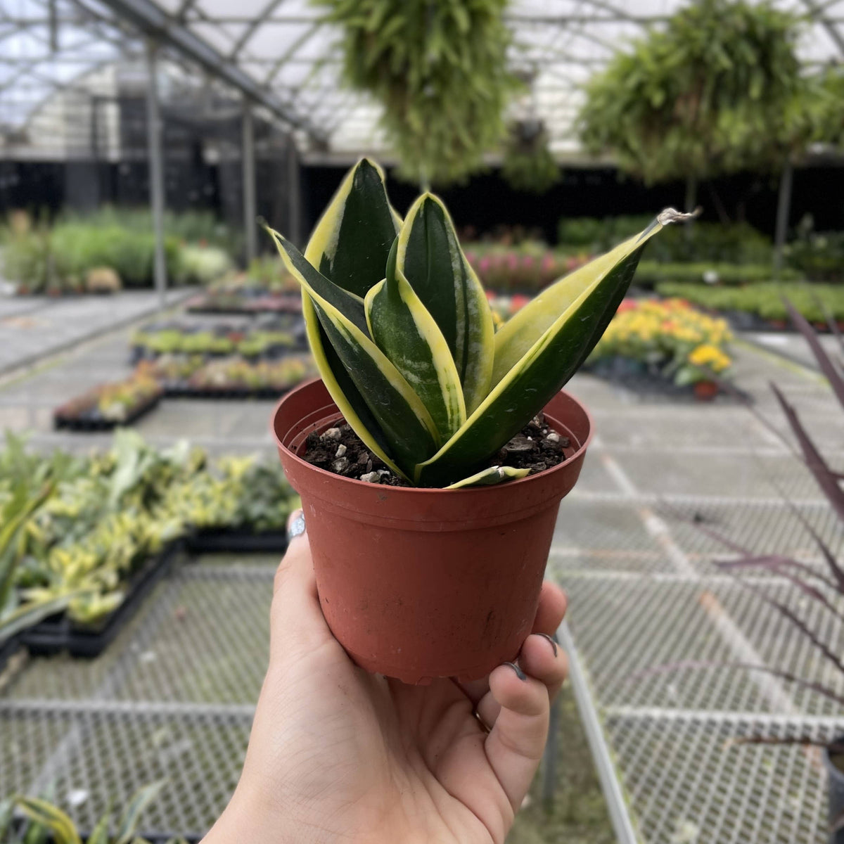 Bird's Nest Snake Plant - Live Plant - Assorted Varieties