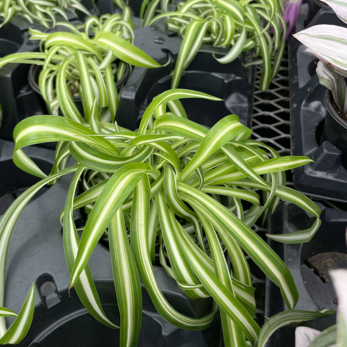 Curly Spider Plant - Pet Safe Live Plant