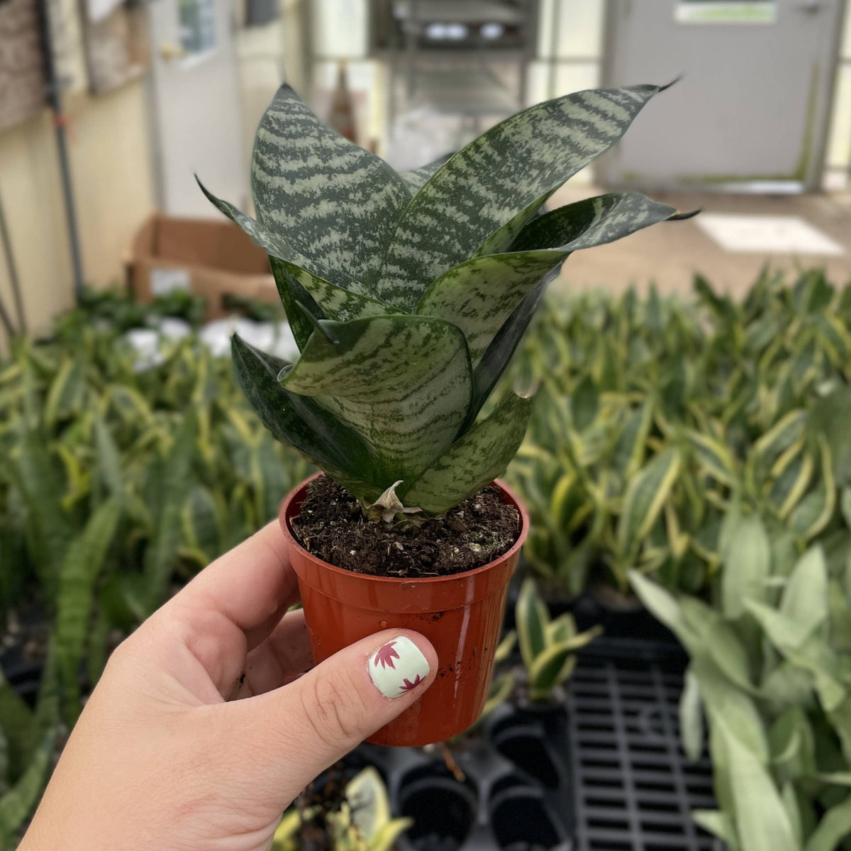 Bird's Nest Snake Plant - Live Plant - Assorted Varieties