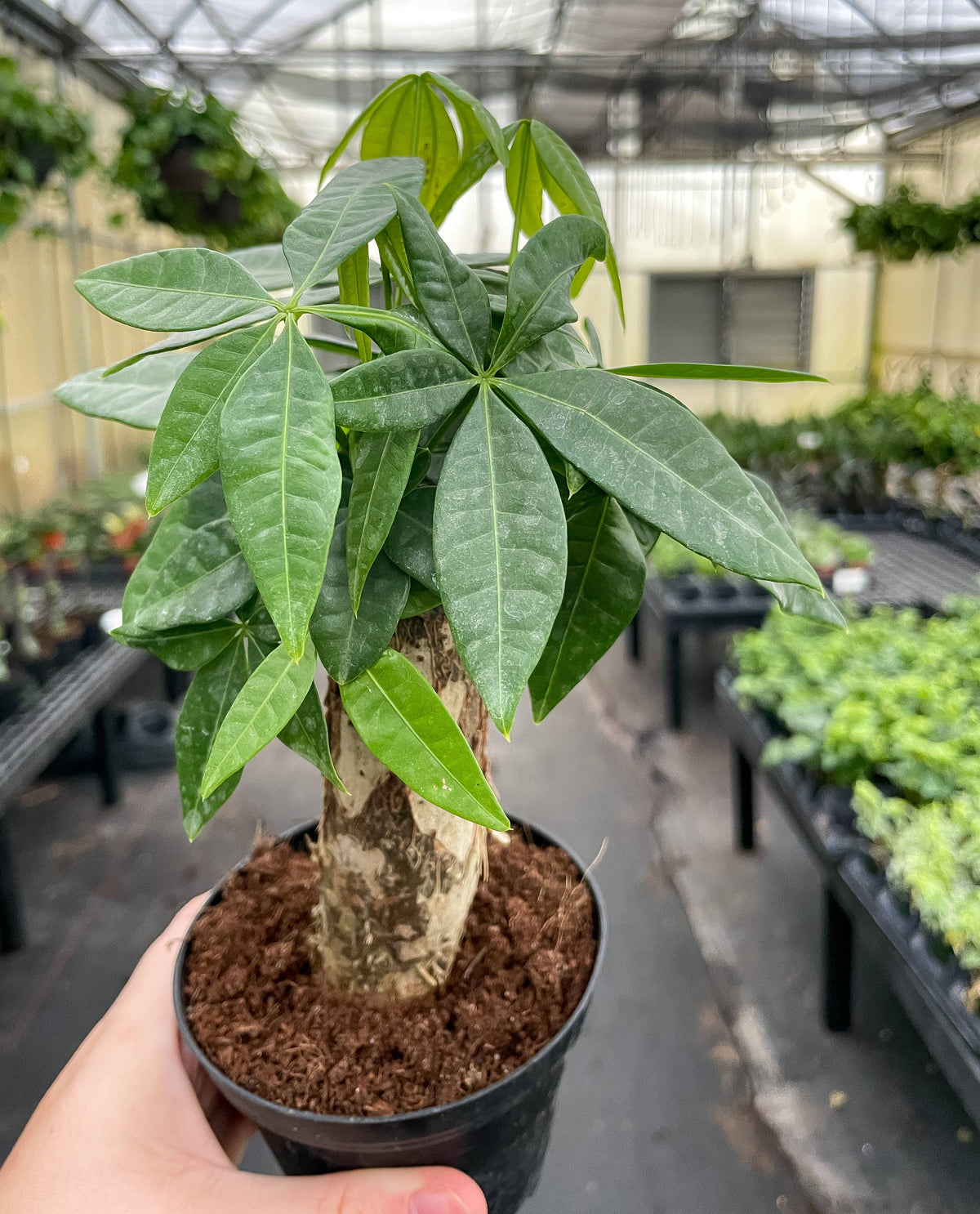 Money Tree - 4" Live Plant