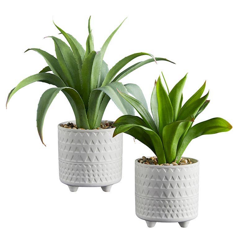 Plant in Pot