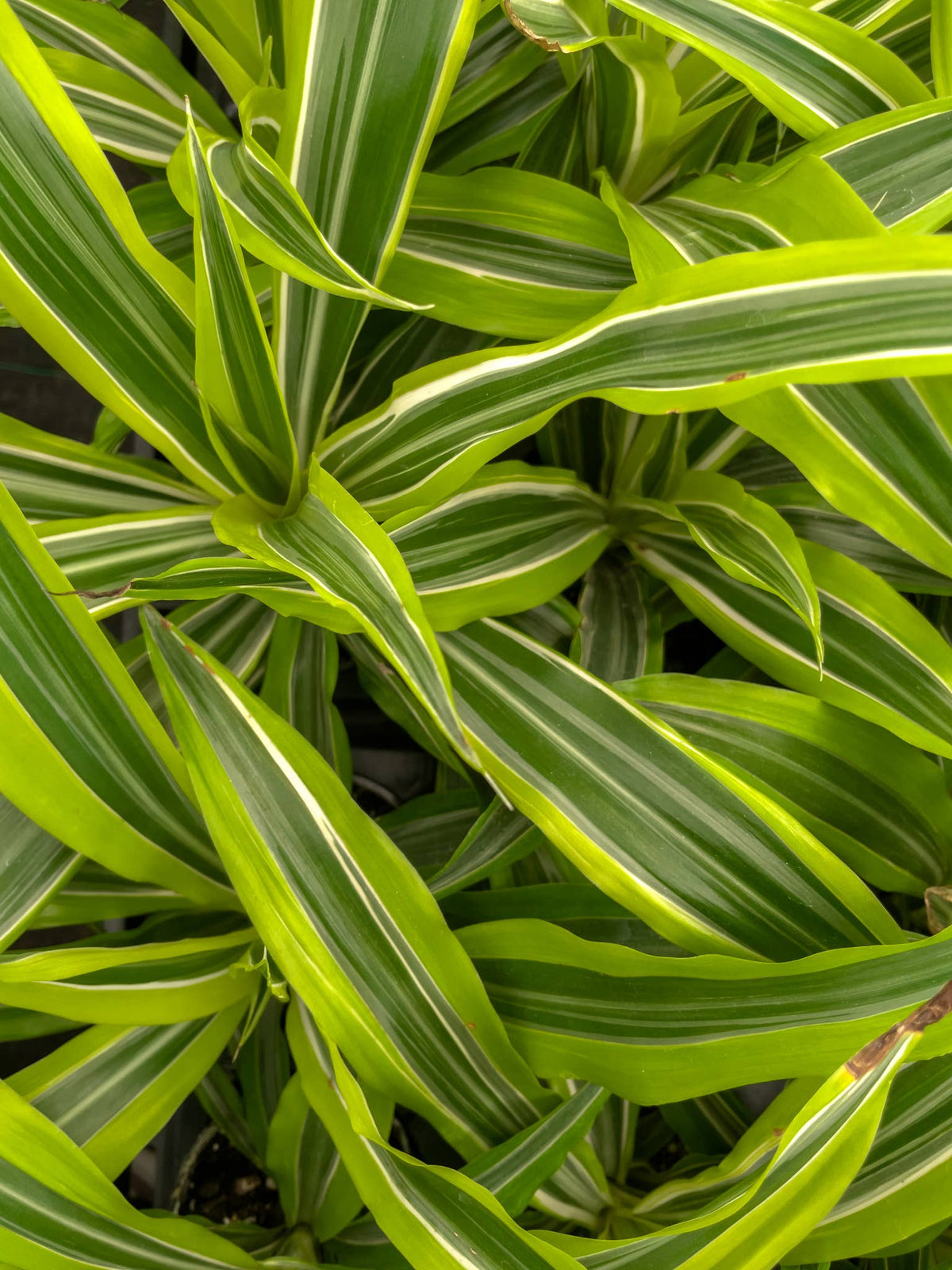 Lemon Lime Dracaena - Live Plant