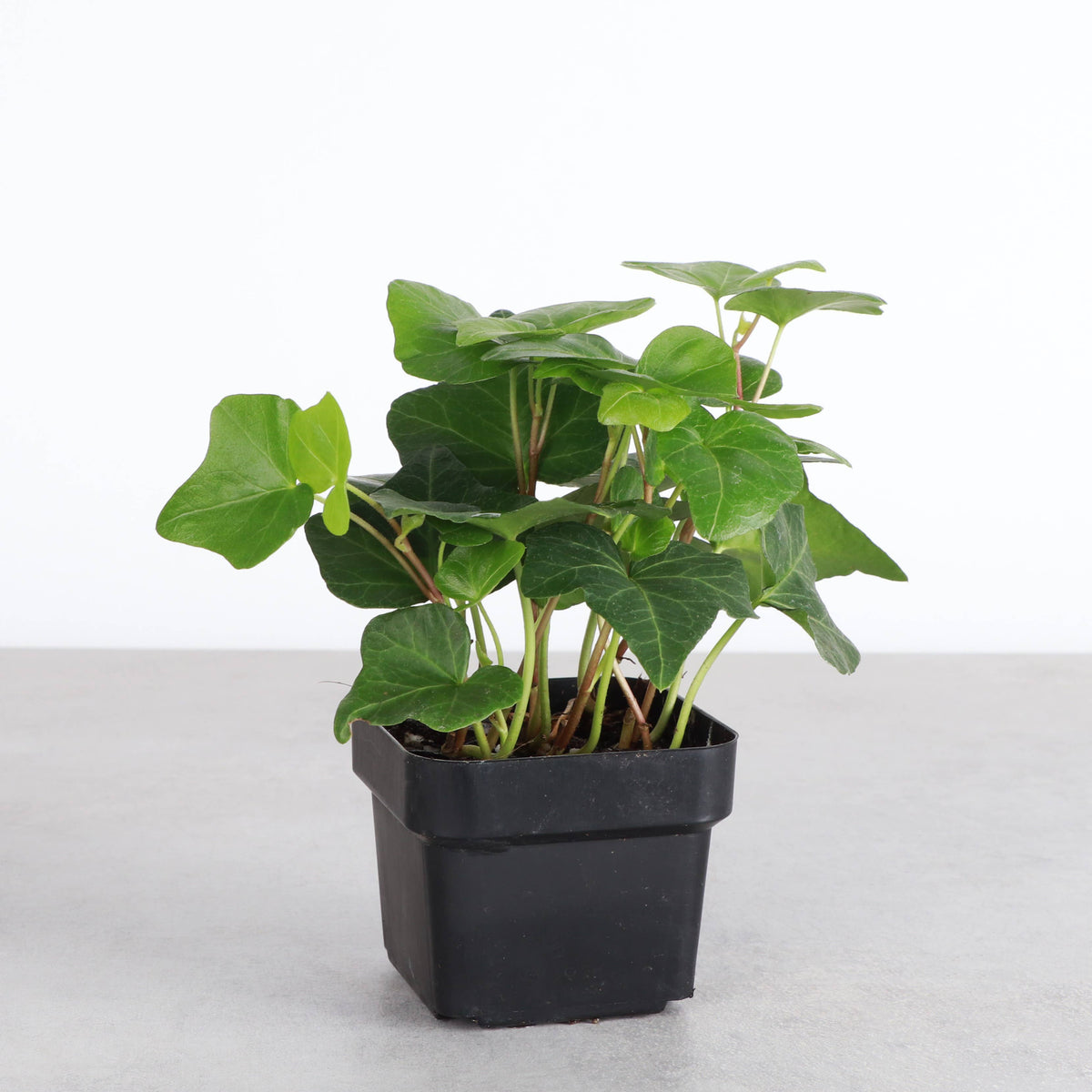 English Ivy - Live Plant