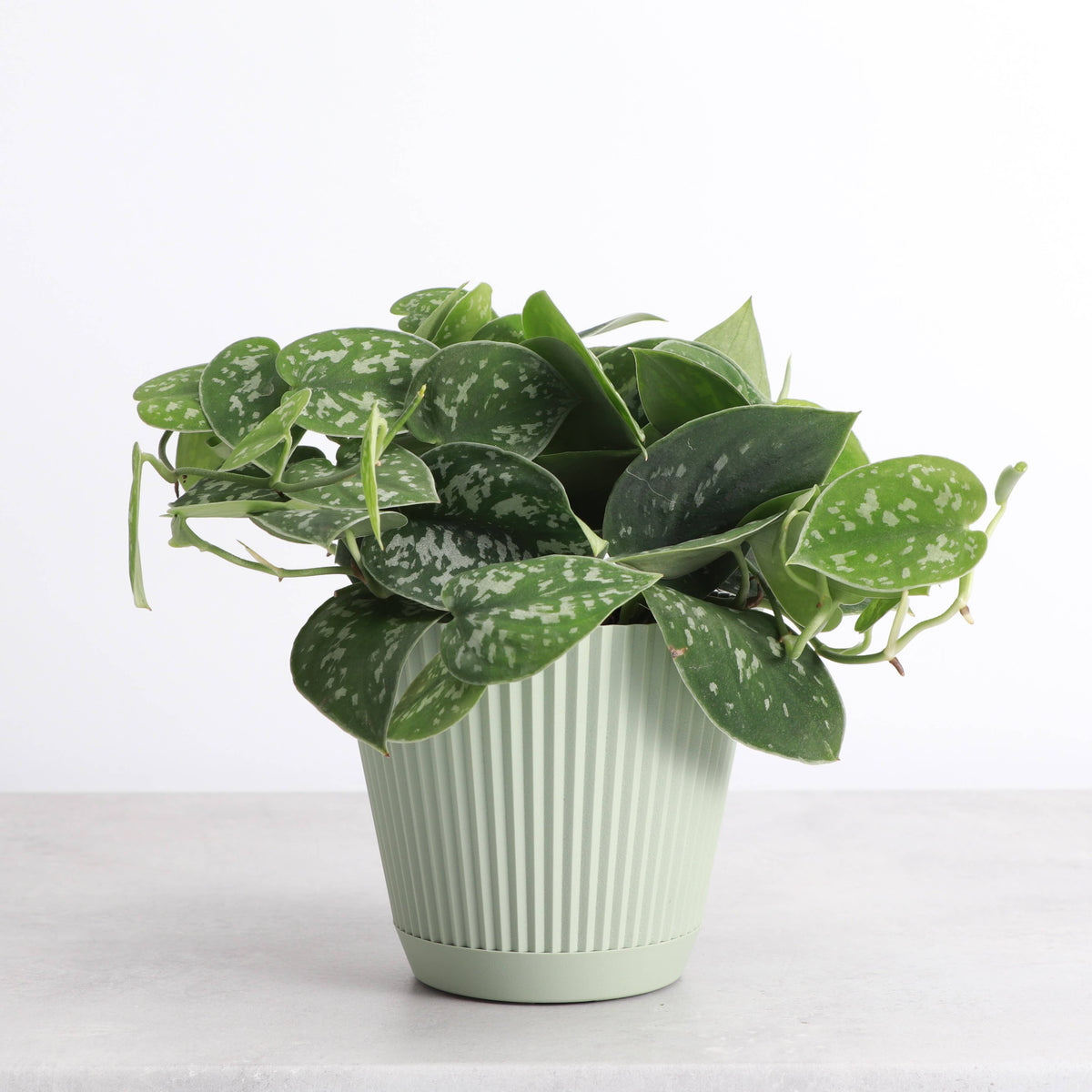 Ruffle Textured Plastic Planter with Attached Saucer