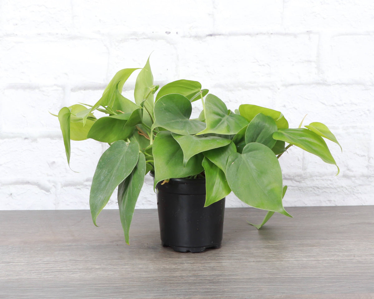 Heartleaf Philodendron - Live Plant