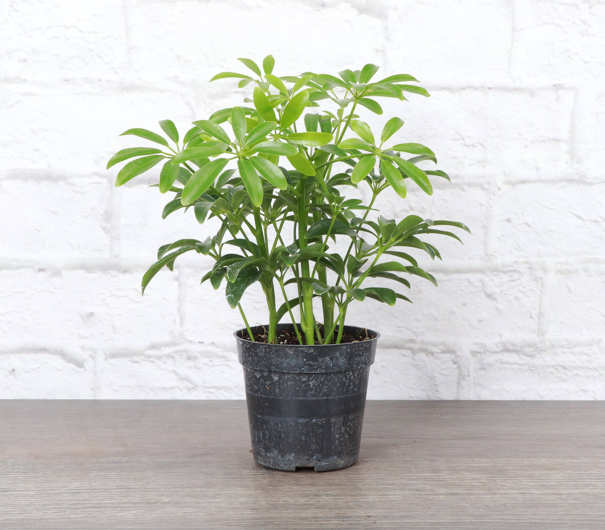 Schefflera Arboricola -  Live Plant