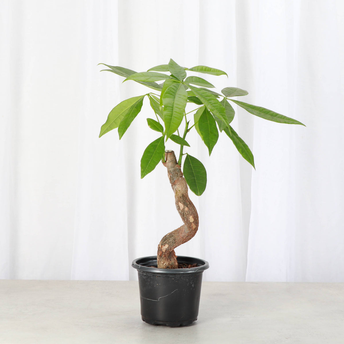 Money Tree - 4" Live Plant