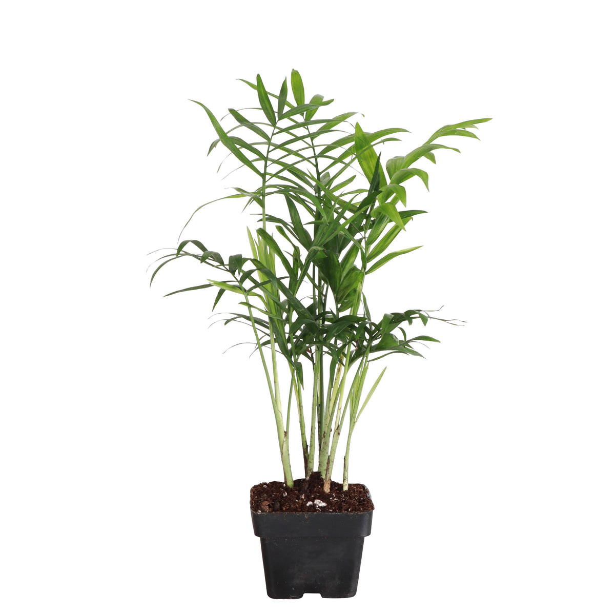 Neanthe Bella Palm, Parlor Palm - Live Plant