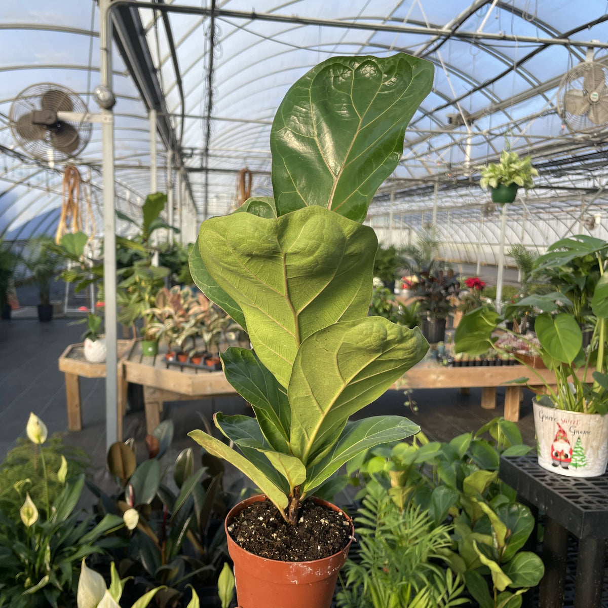 Fiddle Leaf Fig Plant - Live Plant
