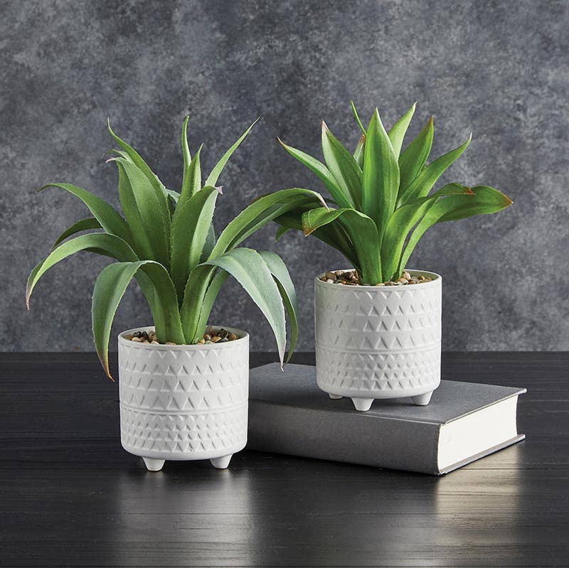 Plant in Pot