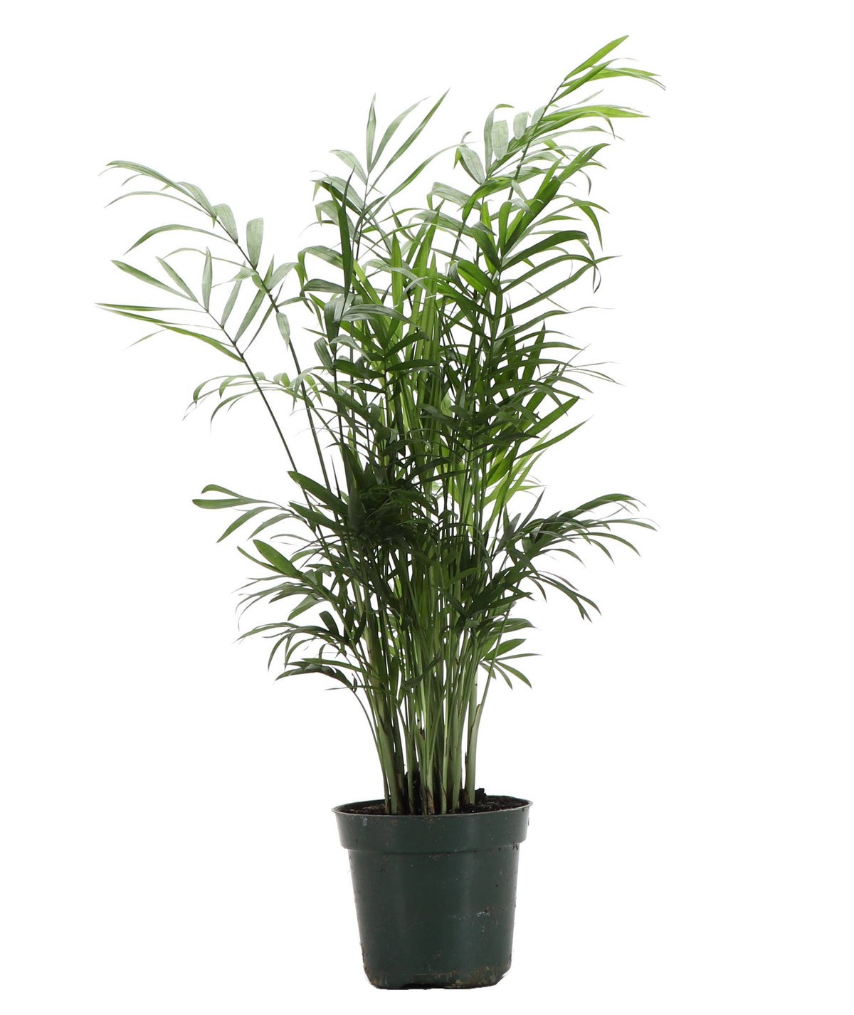 Neanthe Bella Palm, Parlor Palm - Live Plant