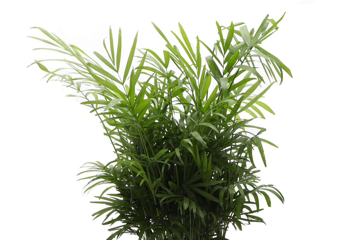 Neanthe Bella Palm, Parlor Palm - Live Plant