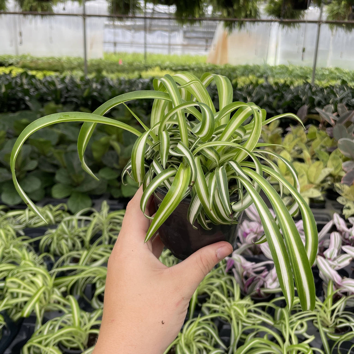 Curly Spider Plant - Pet Safe Live Plant