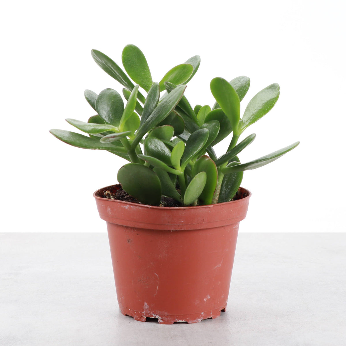 Jade Succulent Plant - Live Plant