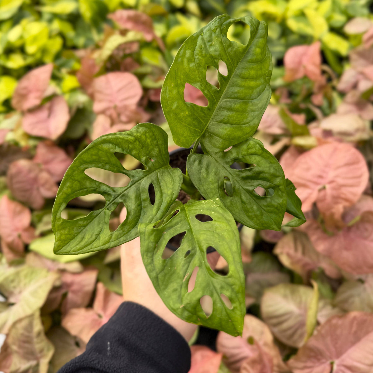 Swiss Cheese Plant, Monstera Adansonii - Live Plant