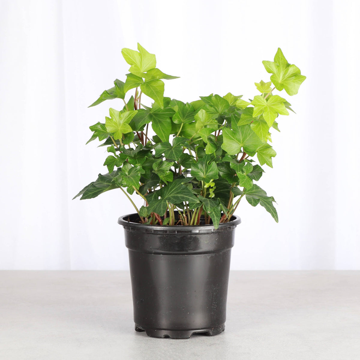 English Ivy - Live Plant
