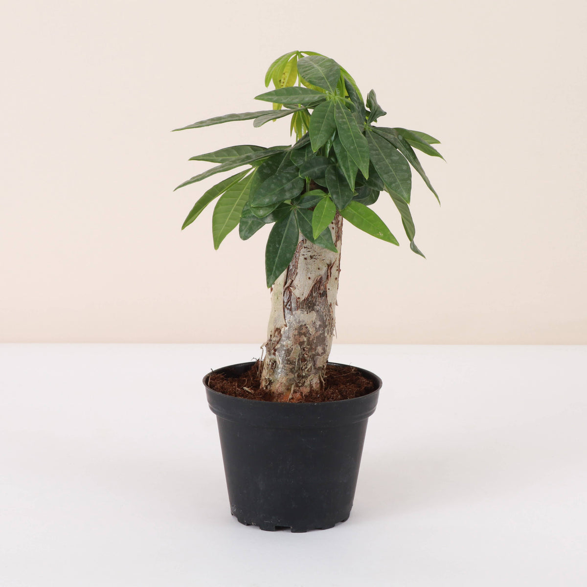 Money Tree - 4" Live Plant