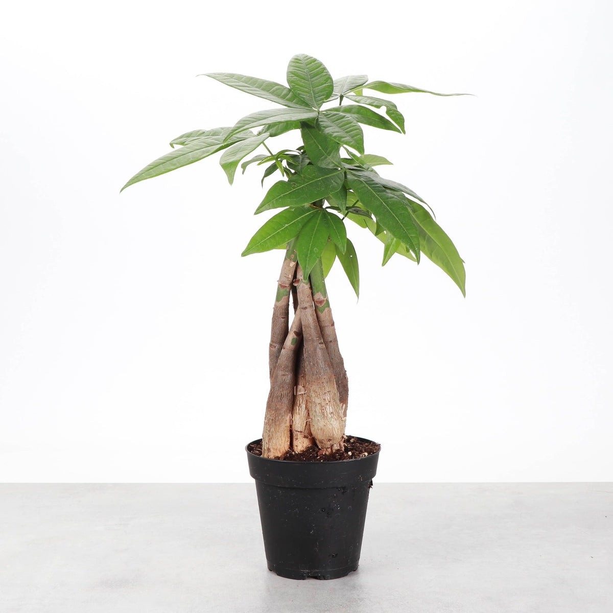 Money Tree - 4" Live Plant