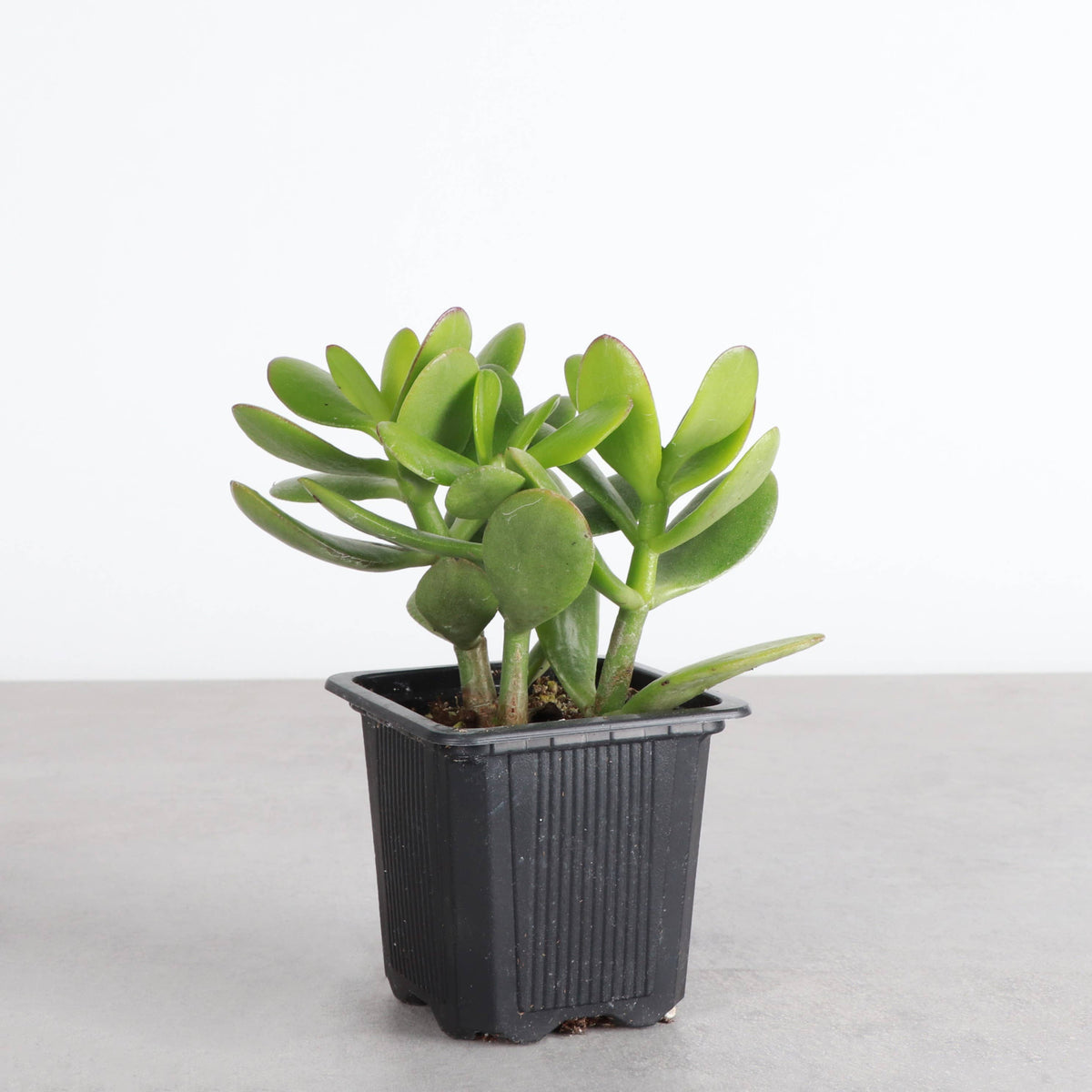 Jade Succulent Plant - Live Plant