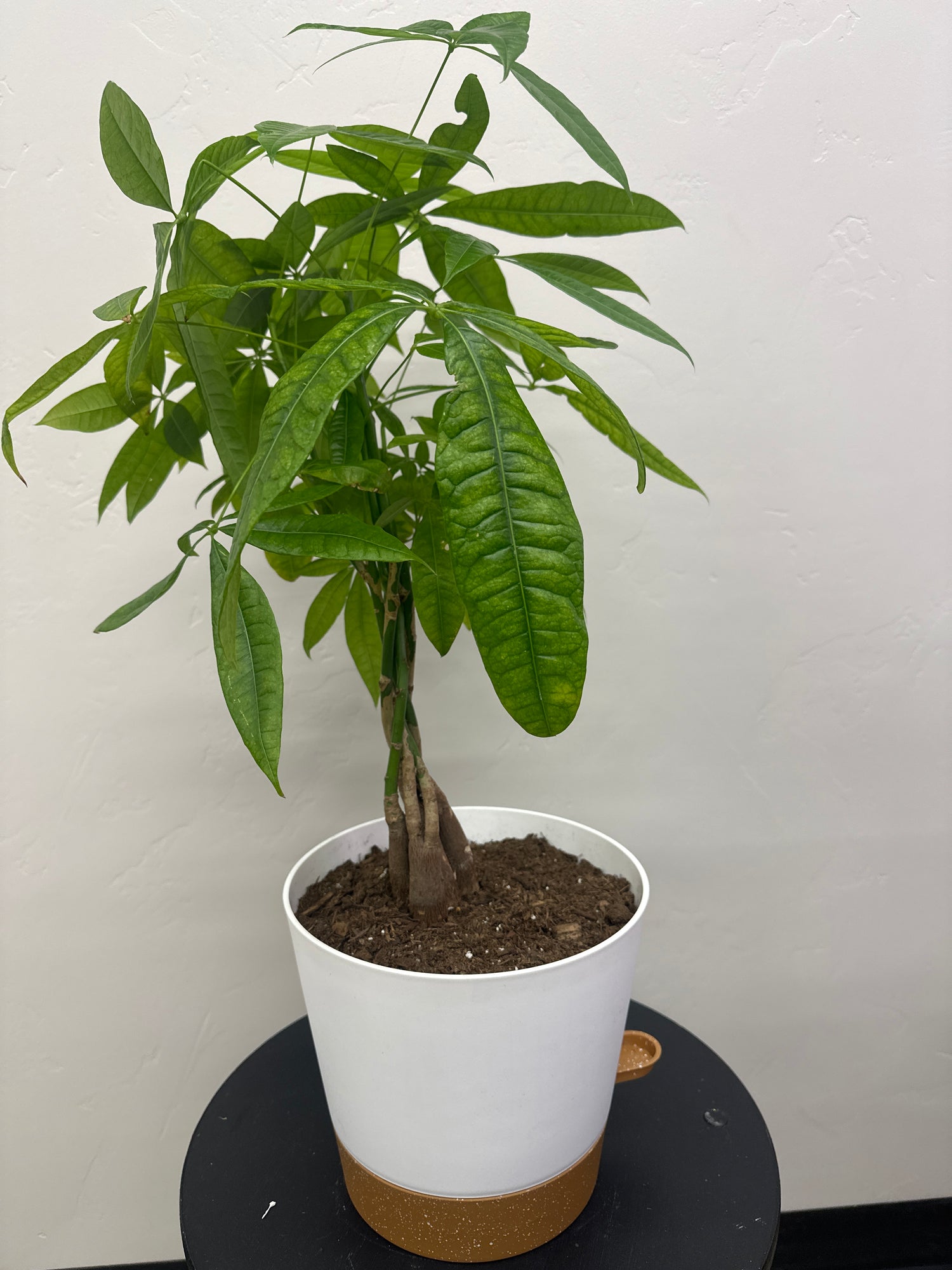 Large green self water potted plant
